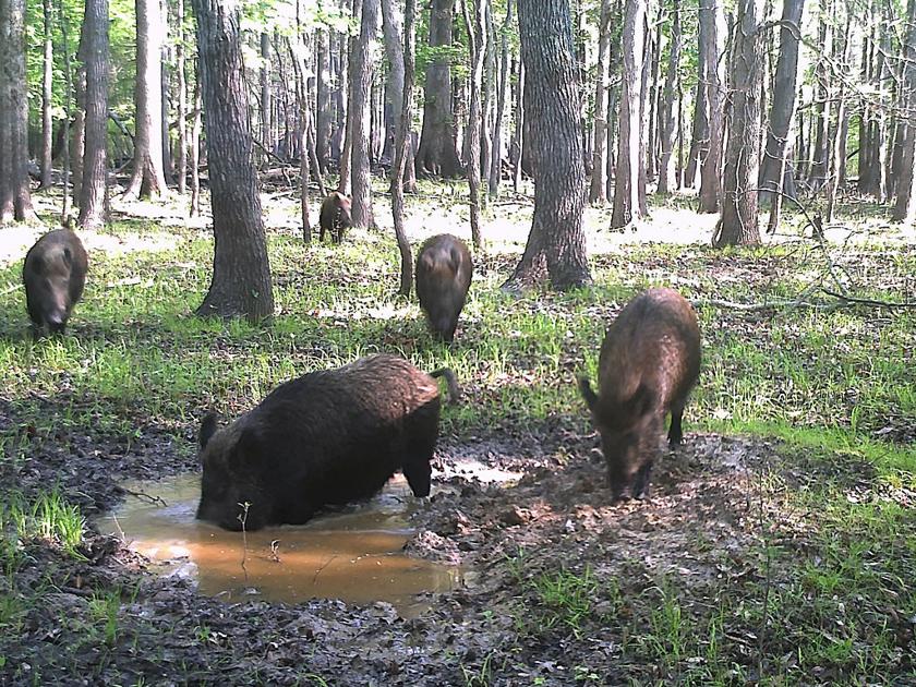 Bad News For Hogs Good News For Missouri Feral Hog Kills