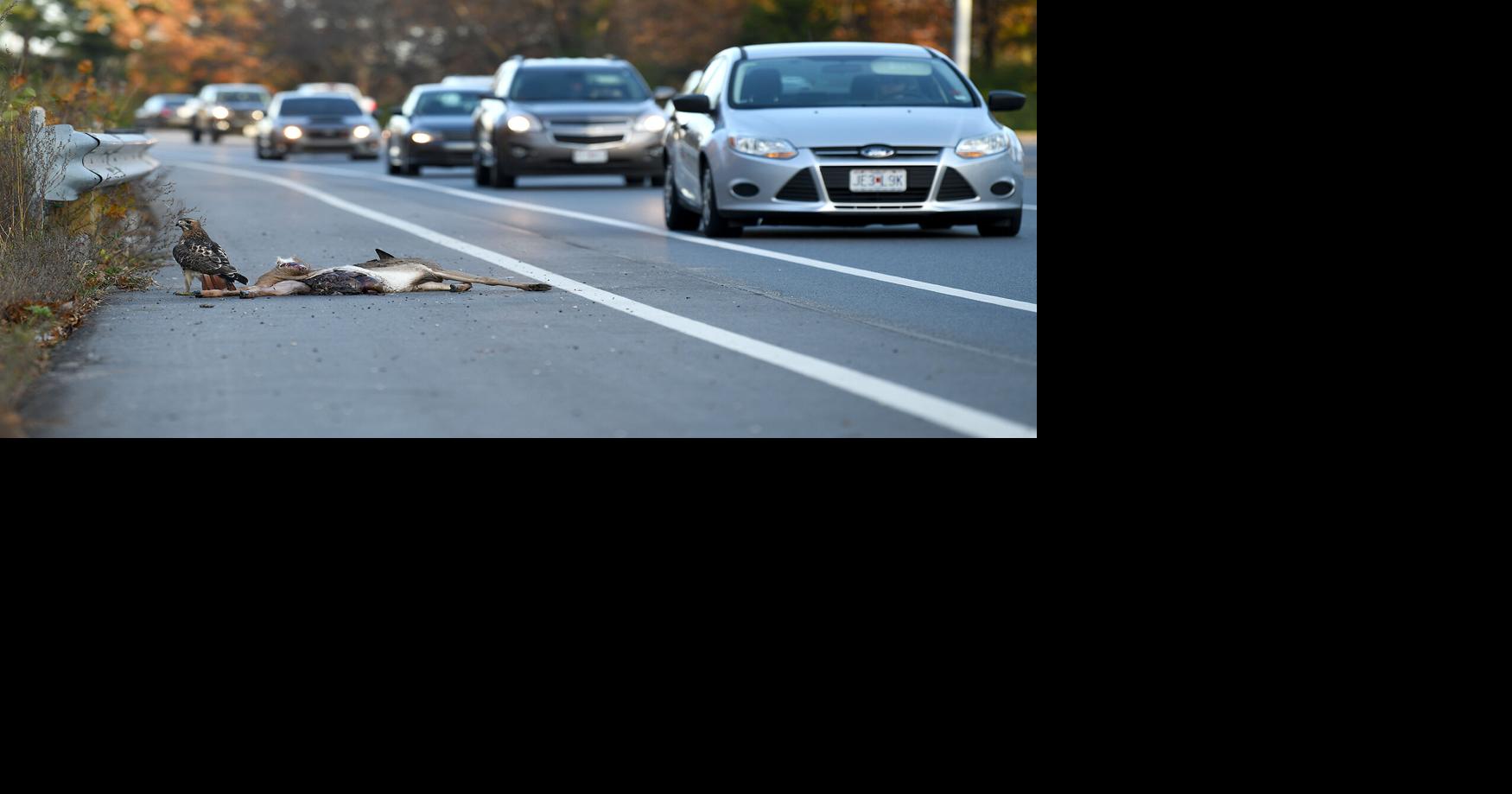 Seeing more roadkill on the highway? Here's why News