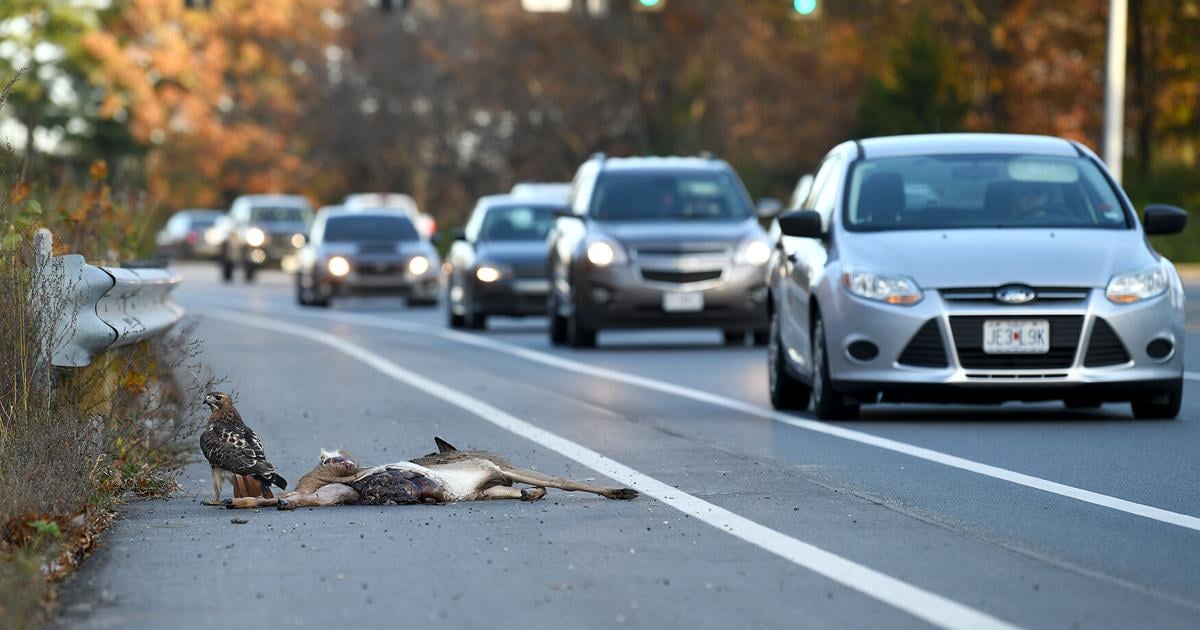 Seeing more roadkill on the highway? Here's why | News ...