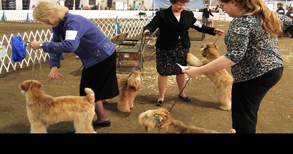 Handlers, dogs compete at Columbia Kennel Club dog show News