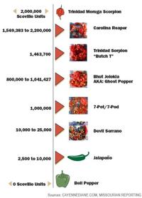 World S Hottest Pepper Spices Up Tomato Festival Local Columbiamissourian Com Capsaicin is the chemical responsible for the spicy sensation within a. world s hottest pepper spices up tomato