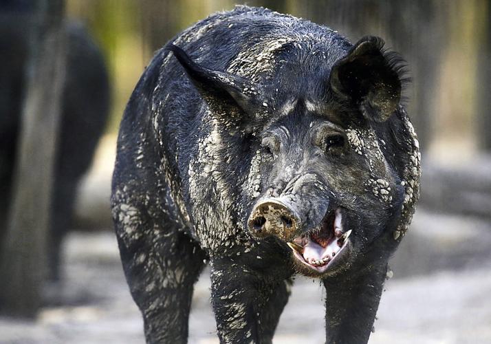 A feral hog walks through the woods