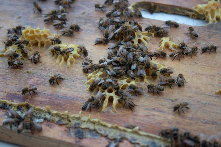 Bee-Coming a Beekeeper - New Hampshire Home Magazine