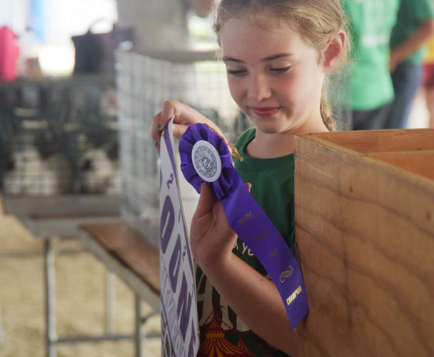 4H and FFA youth take on first livestock show of the 2021 Boone County Fair  | Local | columbiamissourian.com