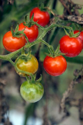 Tomatoes grow on a vine