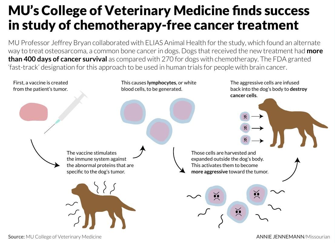 A Chemotherapy Free Treatment Method Sees Promising Success On Treating Cancer In Dogs Health Columbiamissourian Com