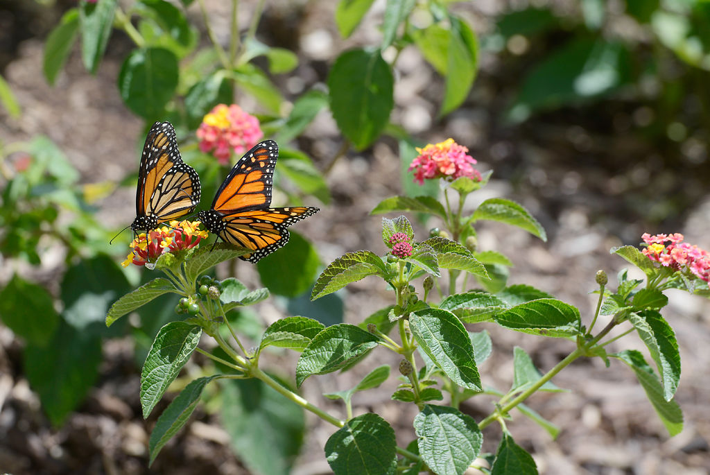 Butterfly Festival celebrates new native butterfly house in