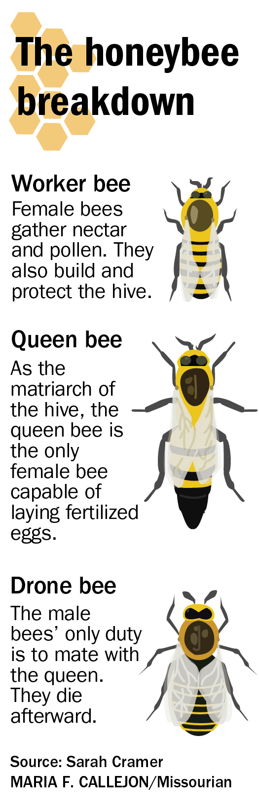 Difference Between Queen Bee Worker And