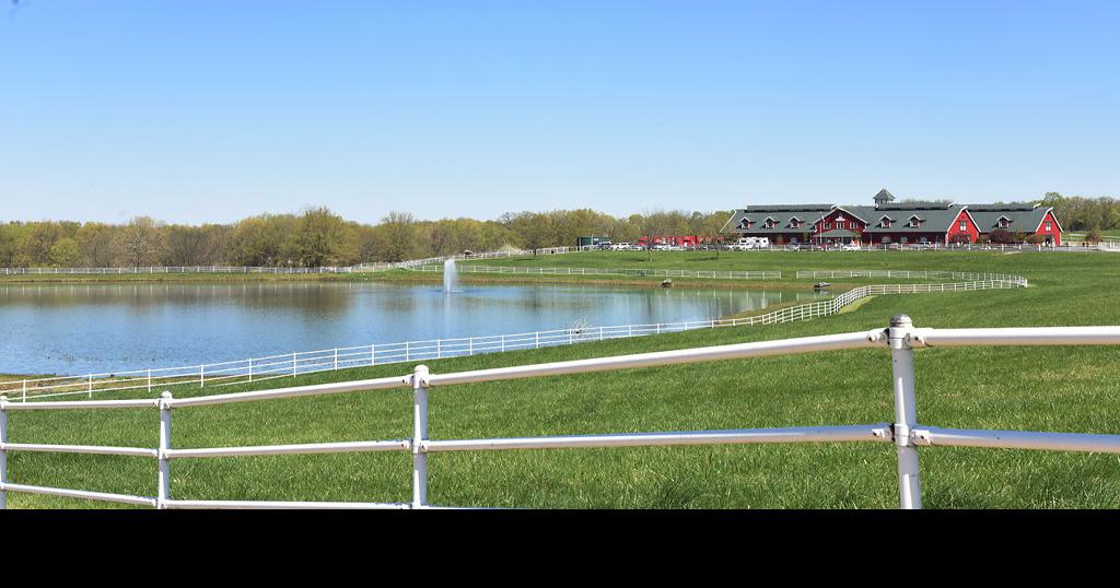See where Budweiser Clydesdales are born at Warm Springs Ranch