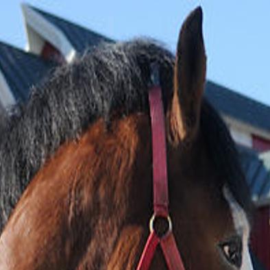 Anheuser Busch Moves Clydesdales To Breeding Farm In Cooper County