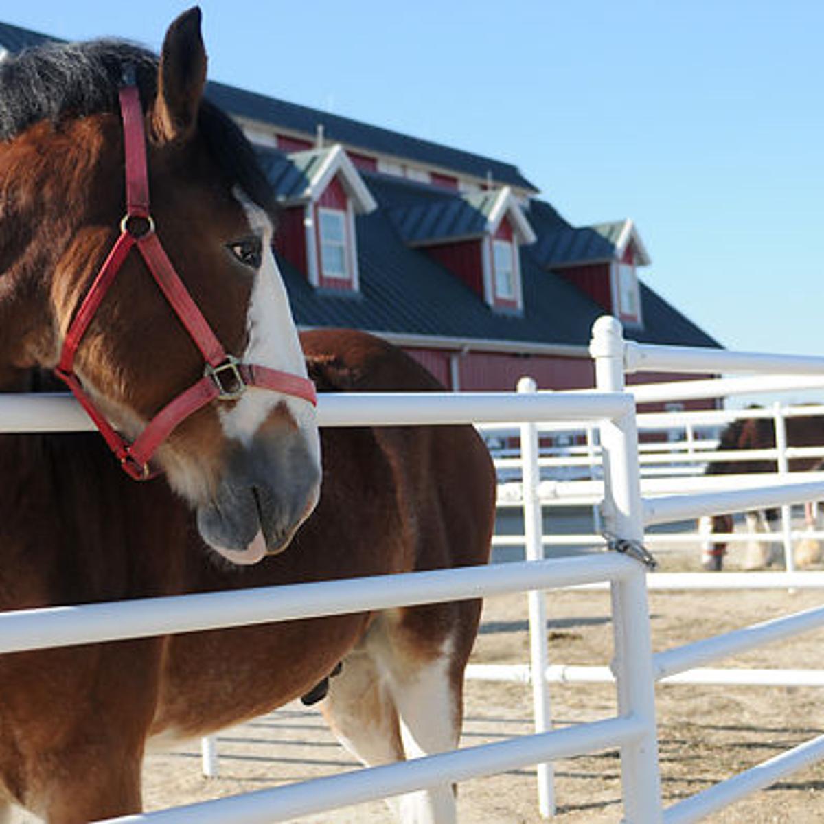 Anheuser Busch Moves Clydesdales To Breeding Farm In Cooper County
