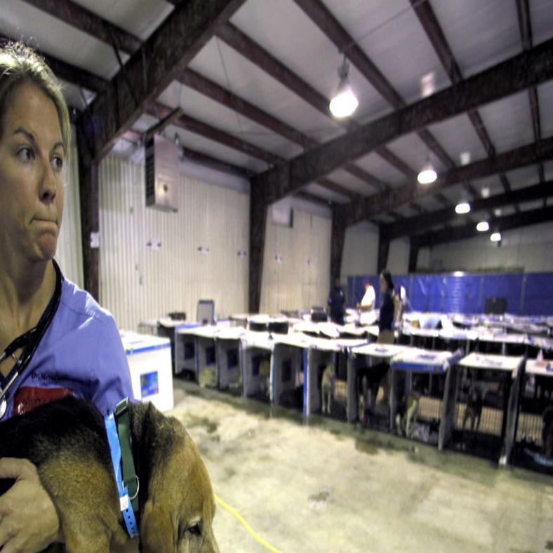 Joplin Humane Society Takes In 900 Homeless Pets After Tornado
