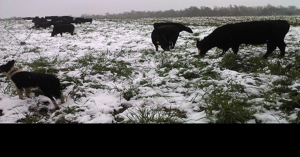 Grazing management schools improve beef, grass and water quality in