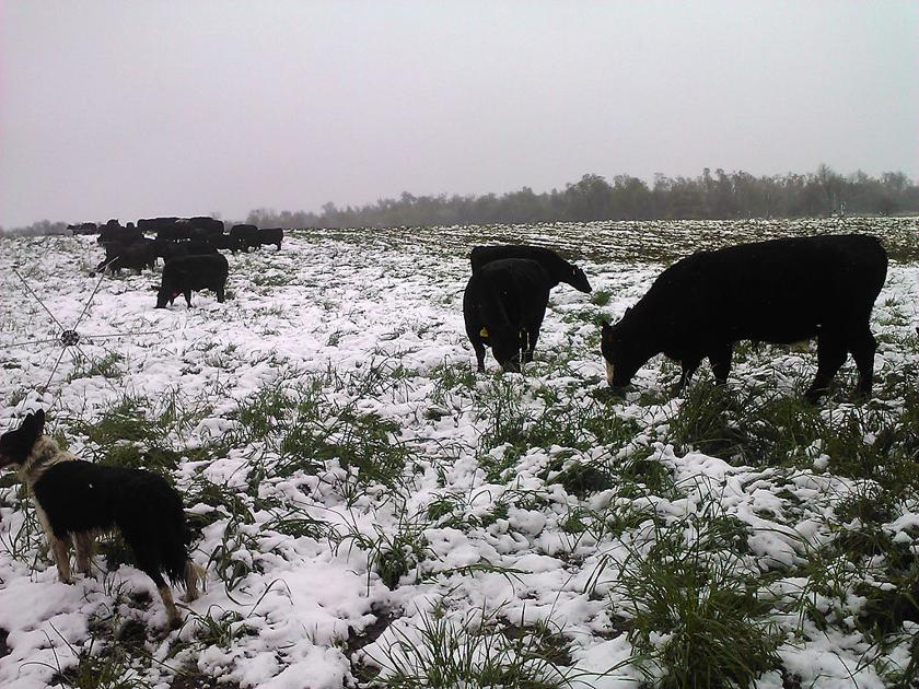 Grazing management schools improve beef, grass and water quality in Missouri - Columbia Missourian