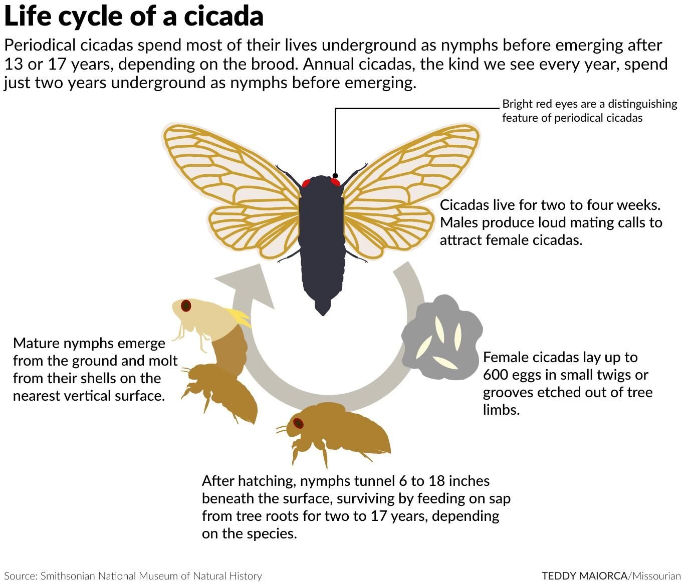 Billions of bugs: Spring cicada invasion to be biggest since 1803 ...