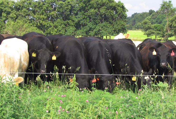 Grazing management schools improve beef, grass and water quality in