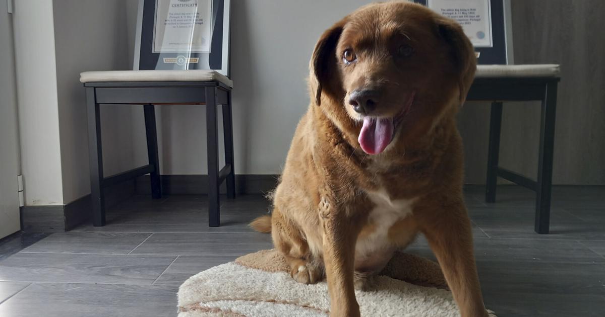 O feito canino mais antigo de Portugal |  Notícias da nação e do mundo O feito canino mais antigo de Portugal |  Notícias da nação e do mundo