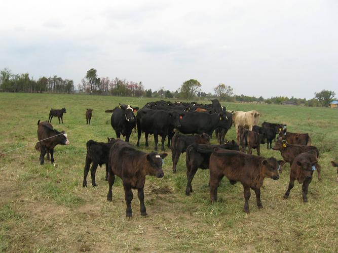 Grazing management schools improve beef, grass and water quality in