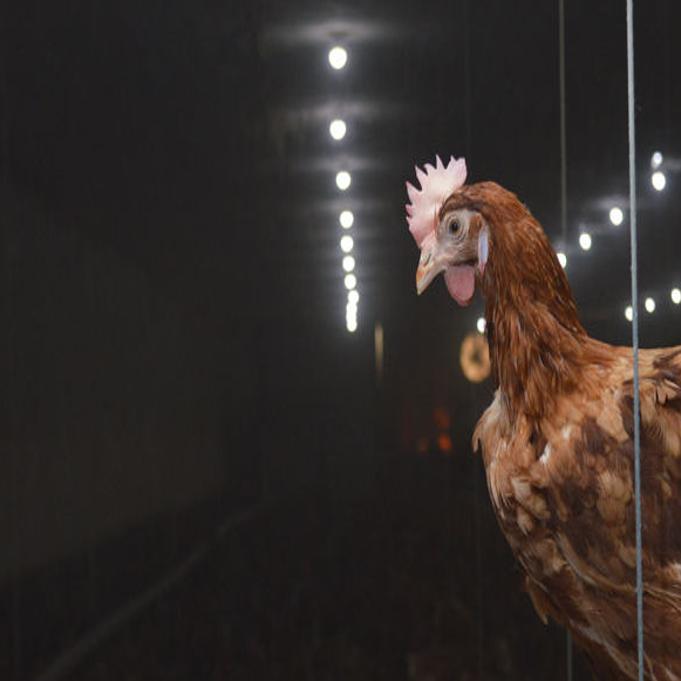 Recent MU graduate, whose company built largest free-range hen farm in  U.S., wins FFA award | News | columbiamissourian.com
