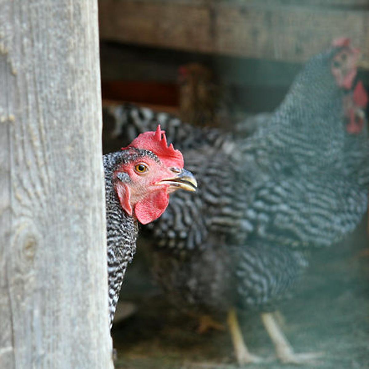 Residents Push To Own Backyard Chickens Local