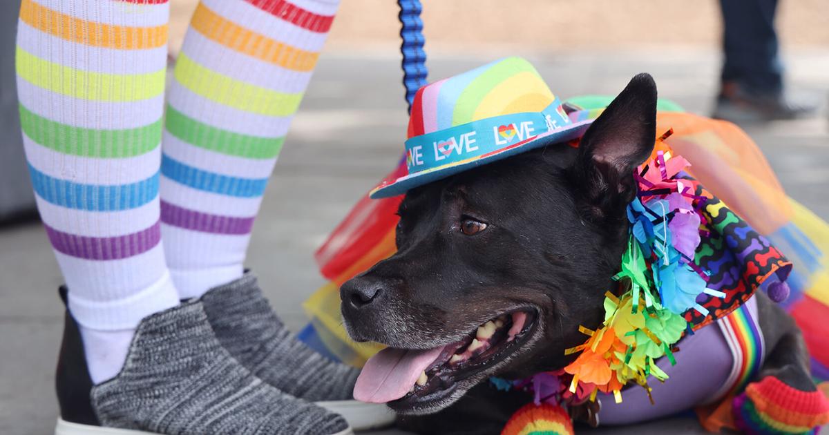 Two dogs and a turtle win the Gayest Pet Contest | Visuals