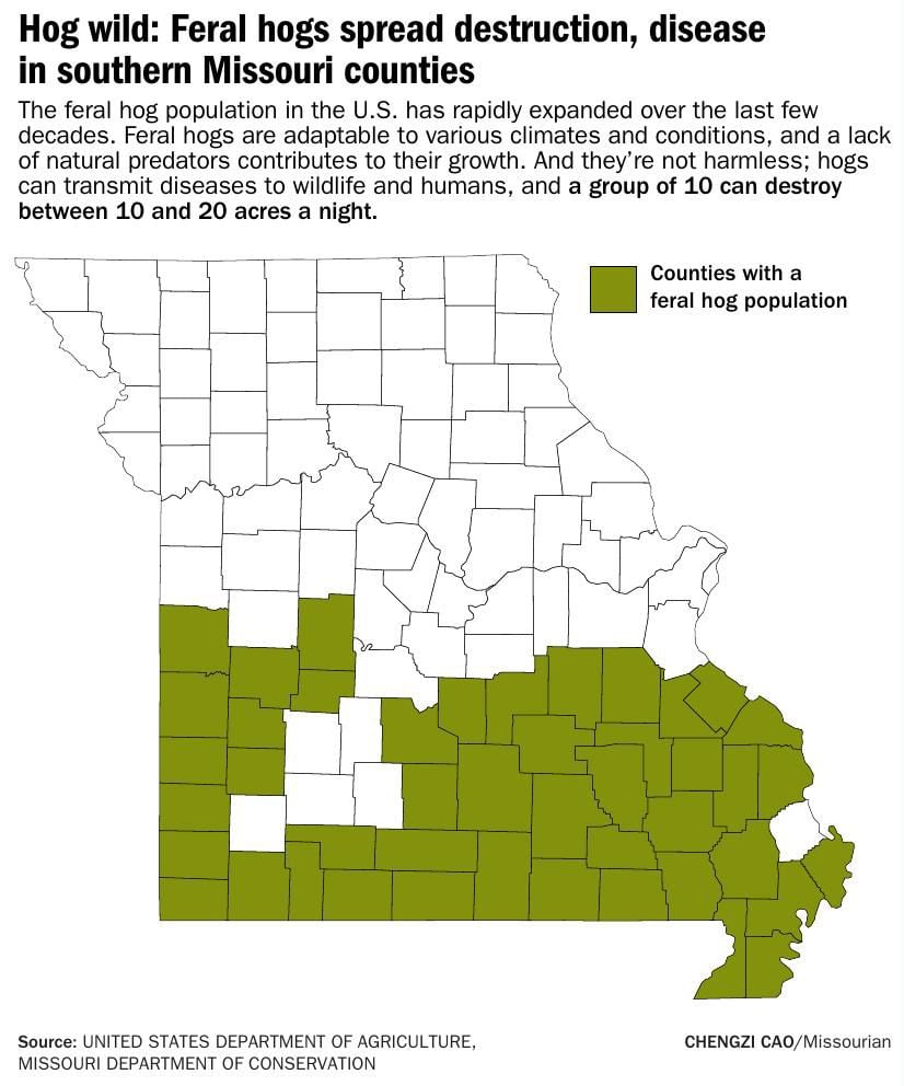 Hog wild: Feral hogs spread destruction, disease in southern Missouri counties