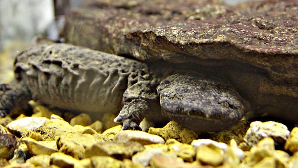 Missouri works to preserve giant salamander population | Local