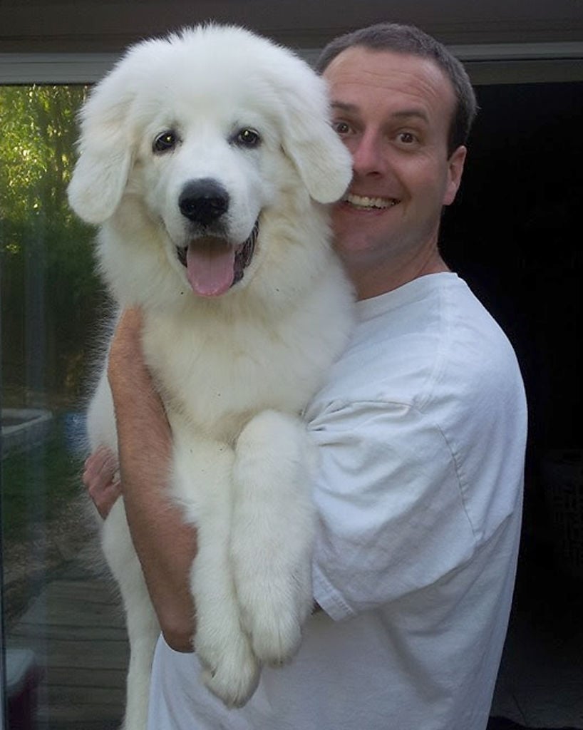 great pyrenees 3 months