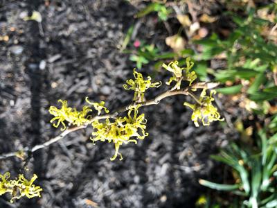 Hamamelis virginiana, also known as American or common witch hazel
