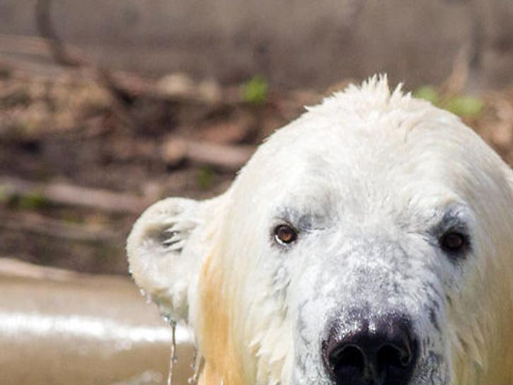 Polar Bear  Saint Louis Zoo