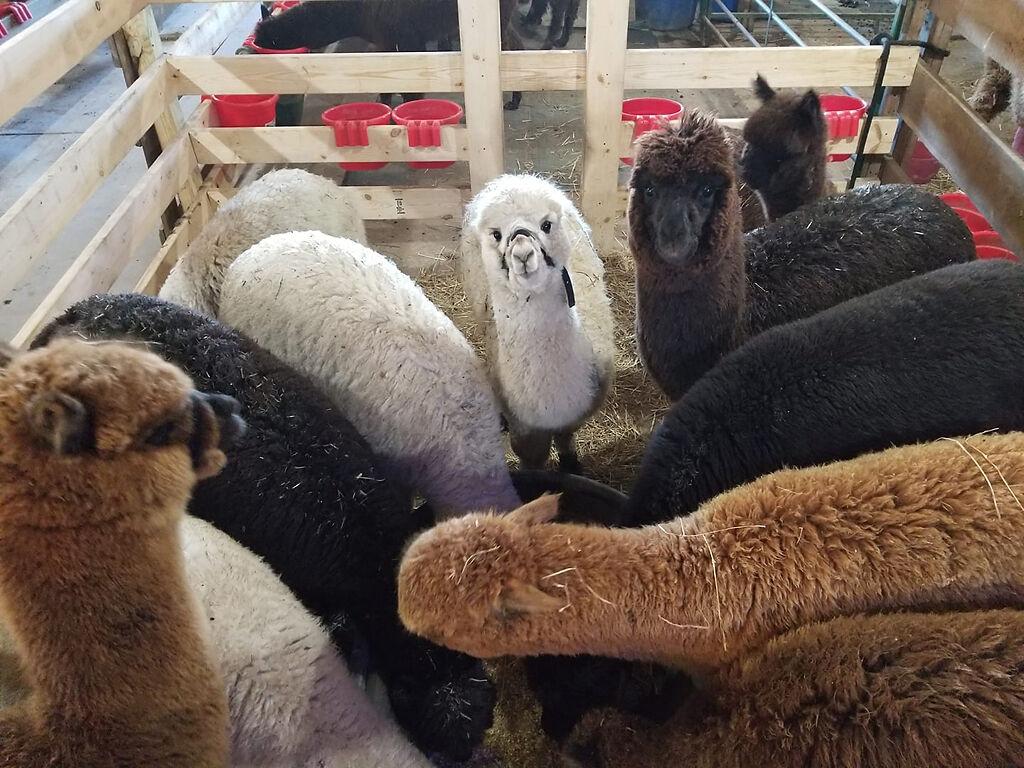 5 Alberta Farms Every Alpaca Lover Needs to Experience for Themselves 