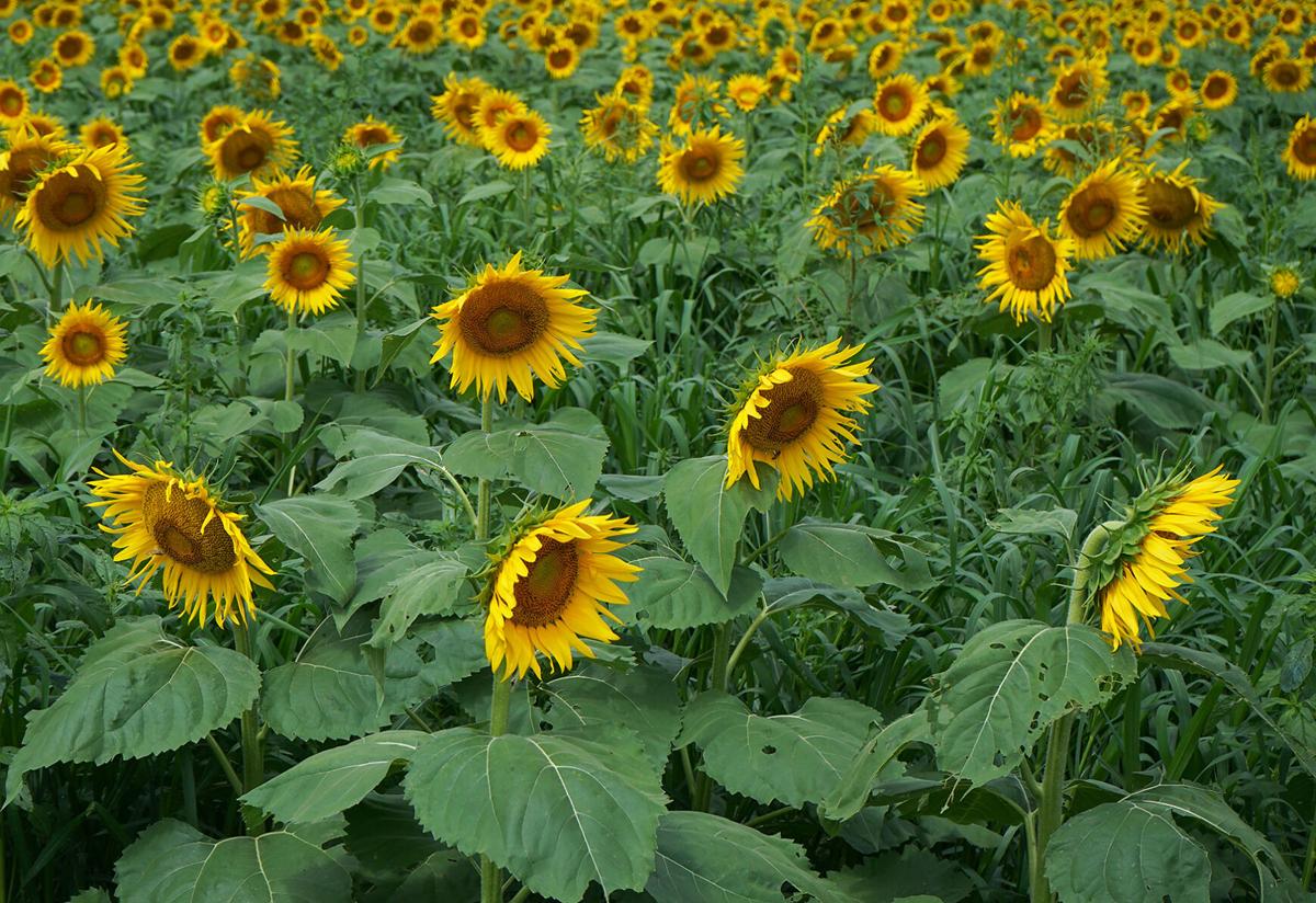 Sunflowers Are Back In Bloom In South Columbia Local sunflowers-are-back-in-bloom-in-south-columbia-local