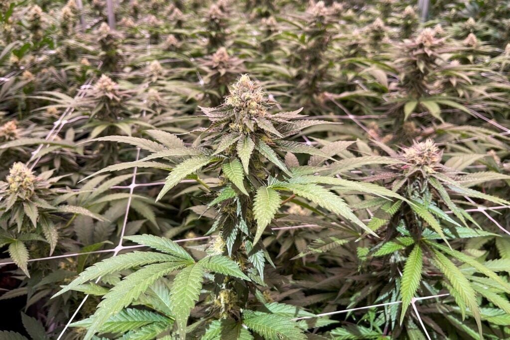 columbiamissourian.com - Nina Malega - First cannabis market study in Missouri finds the legal market thriving