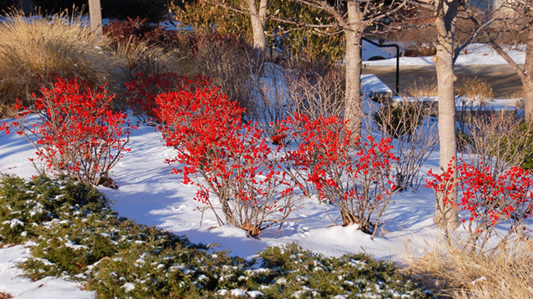 Add color in winter landscape with winterberry holly | Local Columnists | columbiamissourian.com