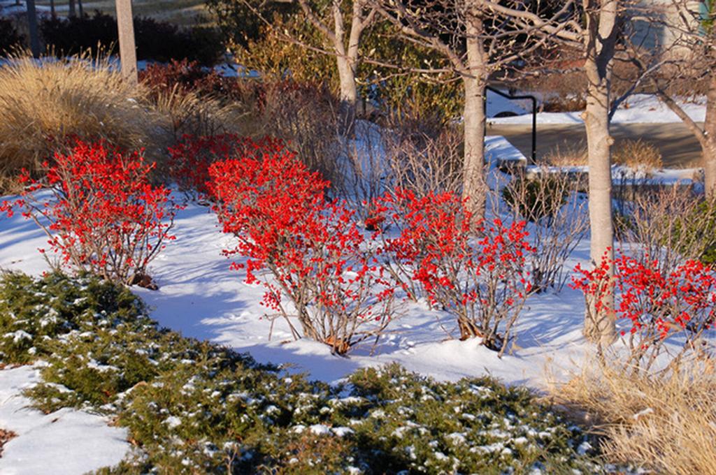 Add color in winter landscape with winterberry holly | Local Columnists |  columbiamissourian.com