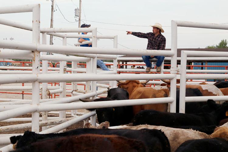 Big crowds, broken bones and berserk cattle — all in a day's work at