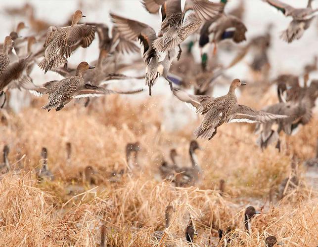 North Dakota Duck Count Is Promising