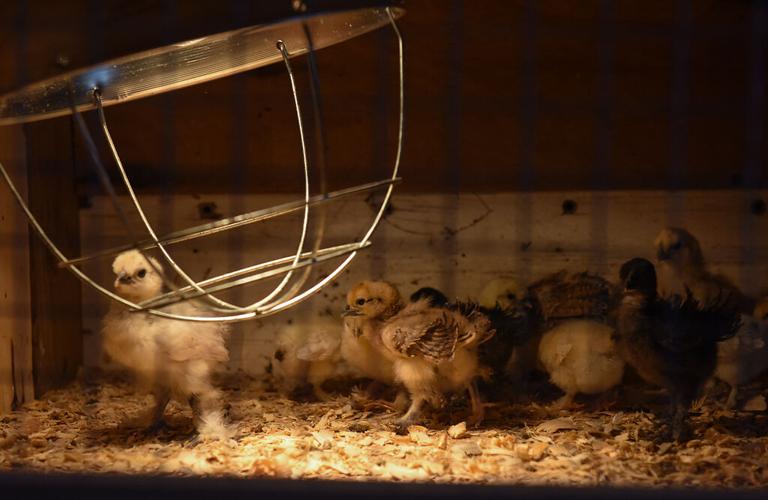 In first, Israeli scientists program hens to lay eggs that carry only  female chicks