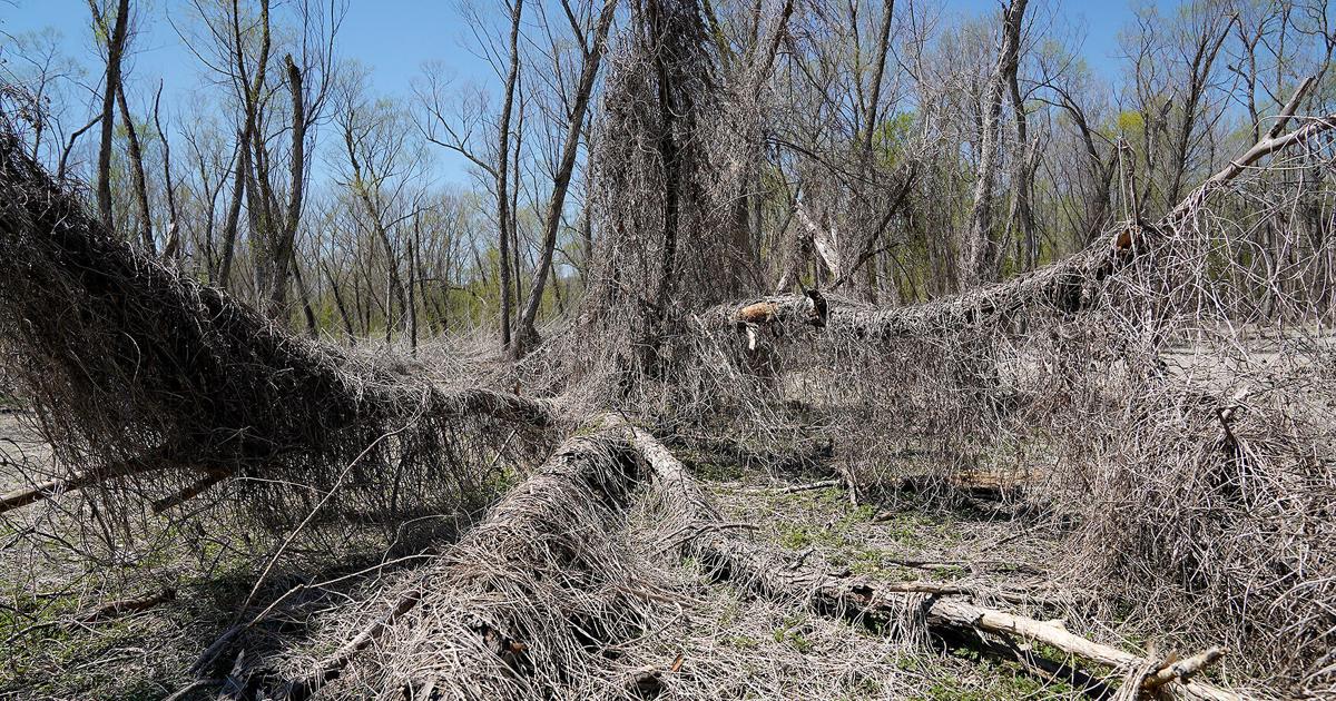 Old Tree Invasive Invasive plants lead to tree cutting at Eagle Bluffs | Local ...