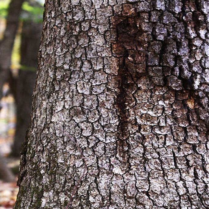 White Oak Decline Mysterious To Foresters Local Columbiamissourian Com