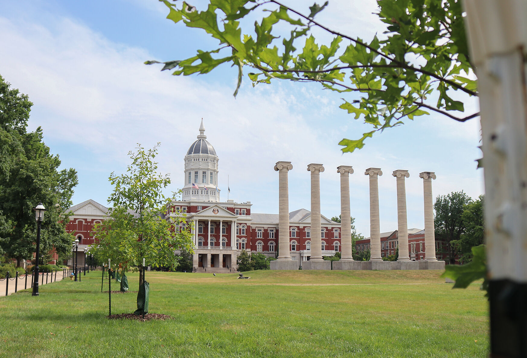 replacing old oak trees on Francis Quad 