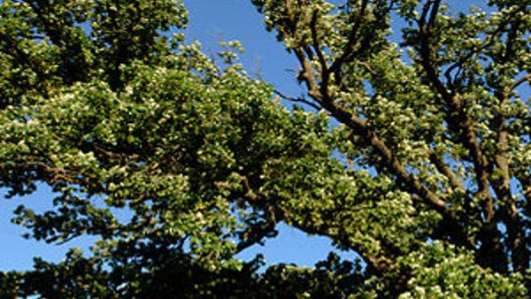 Como You Know Mcbaine Bur Oak Tree Archives