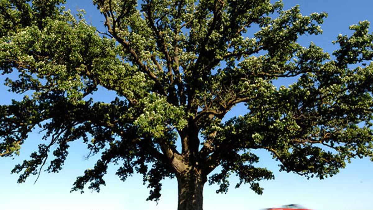 Como You Know Mcbaine Bur Oak Tree Archives Columbiamissourian Com Como You Know Mcbaine Bur Oak Tree Archives Columbiamissourian Com