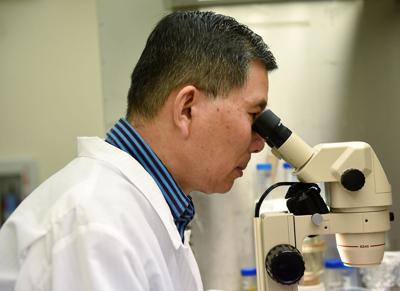 MU Research Professor Zhanyuan Zhang looks at grain sorghum cultures through a microscope