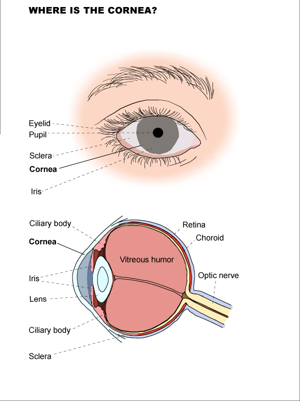 Where is the cornea?