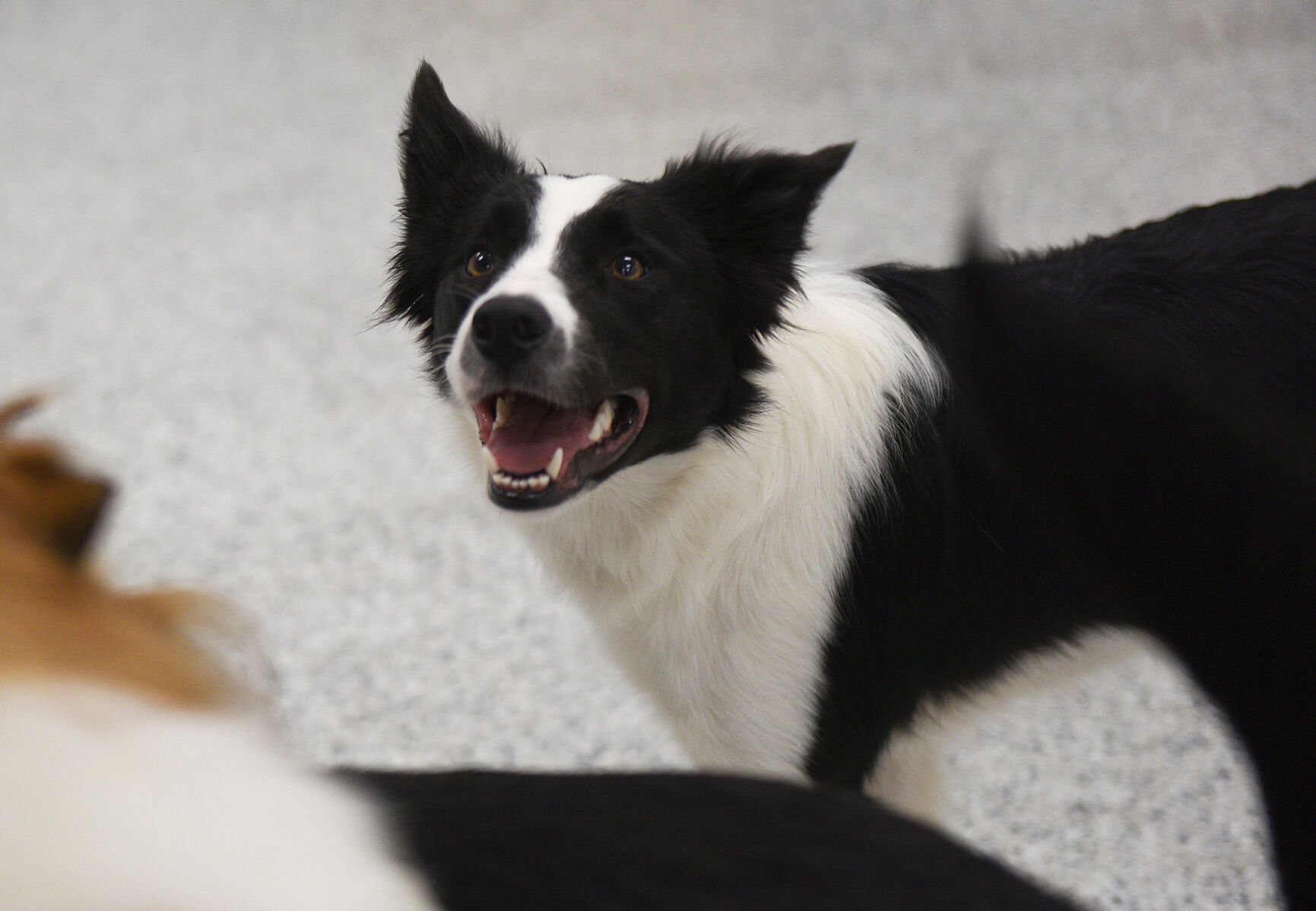 Local Dog Daycare Centers Experienced With Border Collies: Expert Care Tips