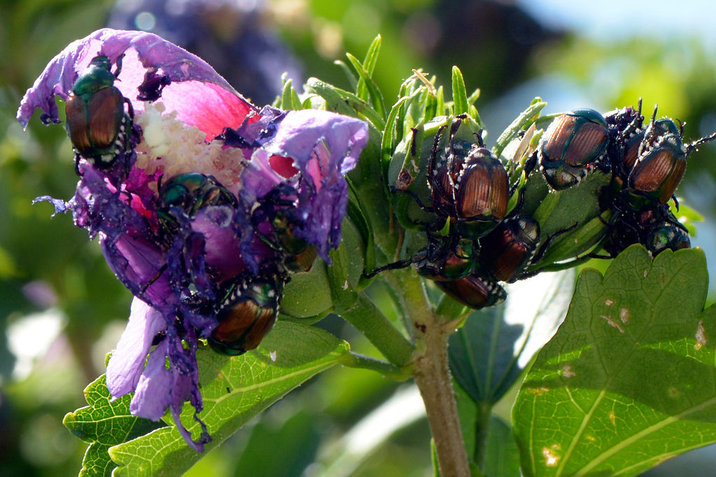 Aggressive techniques can help combat invasive Japanese beetles News