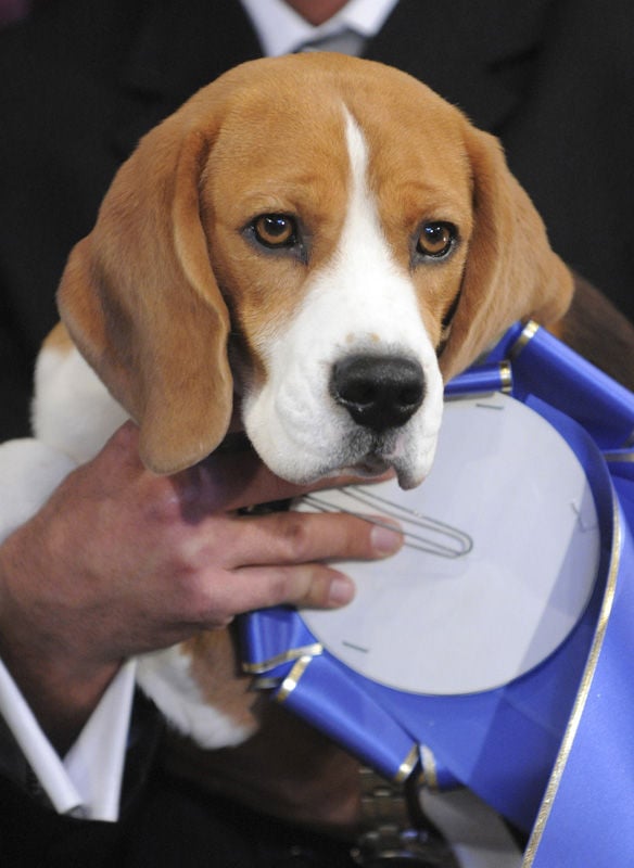 Beagle part owned by Columbia man excels in Westminster Kennel Club dog show Local columbiamissourian