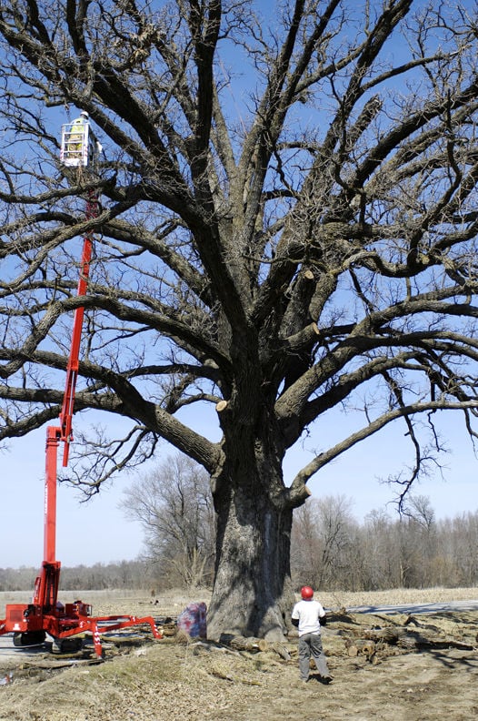 burr oak tree