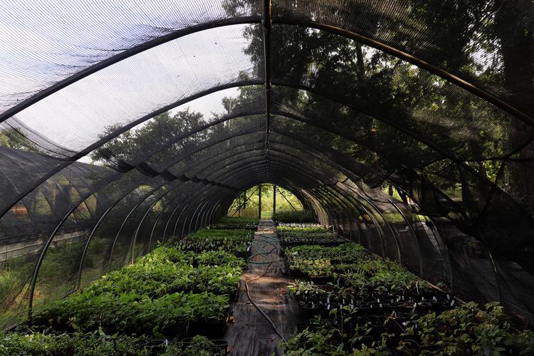 Missouri Wildflowers Nursery puts native plants in customers ...
